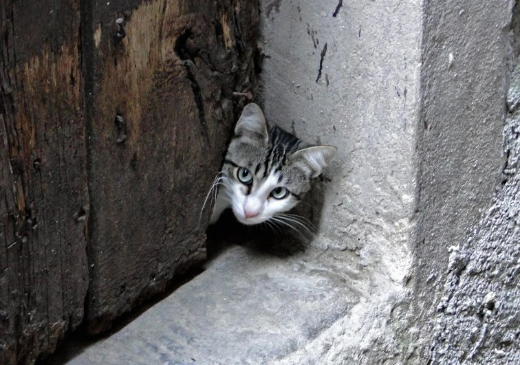 hilltown-cat-2-italy
